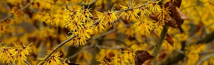 petites fleurs jaunes sur des branches