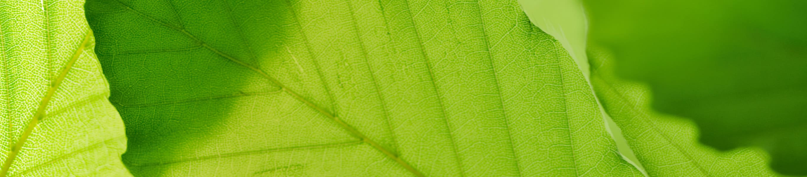 Une forêt à travers laquelle pénètrent les rayons du soleil.